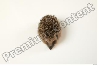 Hedgehog - Erinaceus europaeus  0051